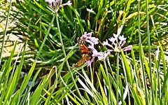 Danaus plexippus plexippus