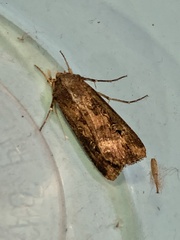 Agrotis munda
