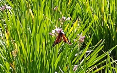 Danaus plexippus plexippus