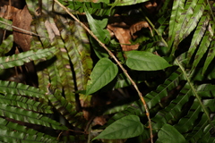 Leichhardtia longiloba