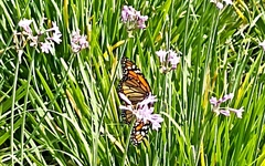 Danaus plexippus plexippus