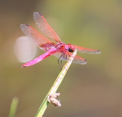 Trithemis aurora