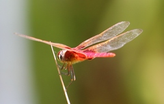 Trithemis aurora