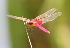 Trithemis aurora