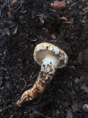 Tricholoma dulciolens