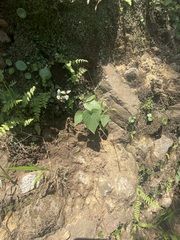 Dioscorea galeottiana