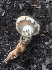 Tricholoma dulciolens