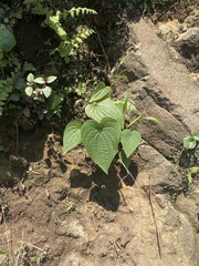 Dioscorea galeottiana