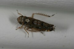 Scaphoideus opalinus