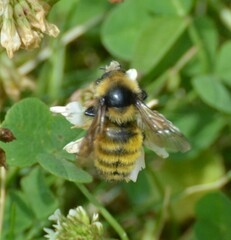 Bombus borealis image