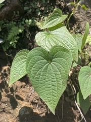 Dioscorea galeottiana