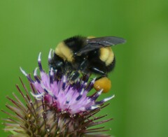 Bombus terricola image