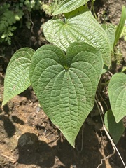 Dioscorea galeottiana