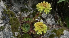 Sempervivum heuffelii