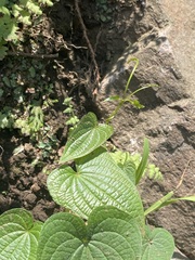 Dioscorea galeottiana