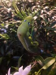 Daphnis nerii