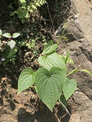 Dioscorea galeottiana