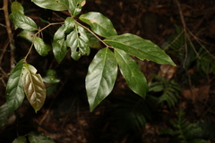 Endiandra muelleri muelleri