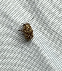 Pachybrachis turbidus