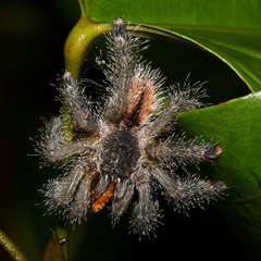 Avicularia juruensis