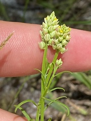 Polygala nuttallii