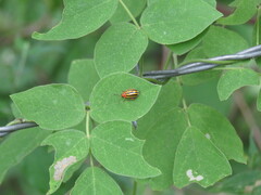 Kuschelina tenuilineata