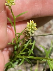 Polygala nuttallii