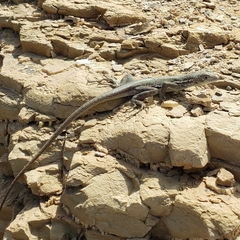 Microlophus peruvianus