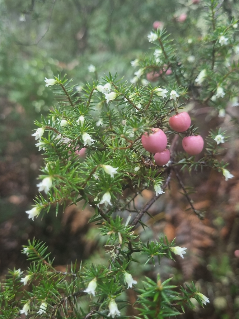 Leptecophylla pendulosa