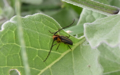 Essostrutha binotata