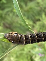 Deilephila elpenor