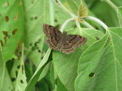 Antigonus funebris