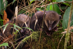 Nasua olivacea