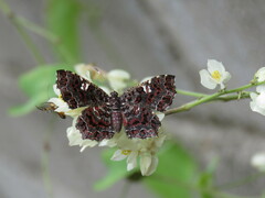 Calydna sturnula