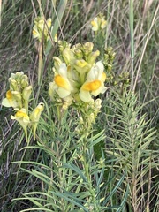 Linaria vulgaris