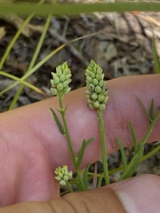Polygala nuttallii