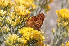 Speyeria coronis semiramis