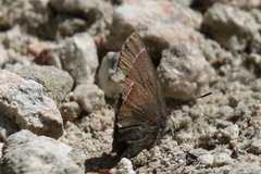 Callophrys johnsoni