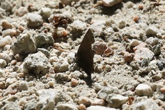 Callophrys johnsoni