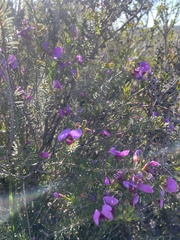 Gompholobium scabrum