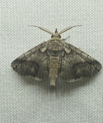 Paectes pygmaea