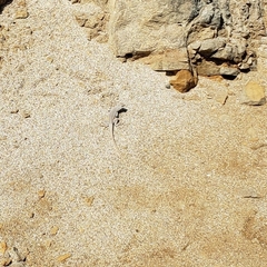 Microlophus peruvianus