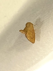Apoda y-inversa