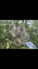 Cephalanthus salicifolius