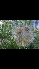 Cephalanthus salicifolius