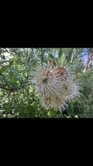 Cephalanthus salicifolius