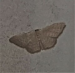 Idaea eretmopus