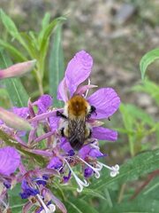 Bombus schrencki