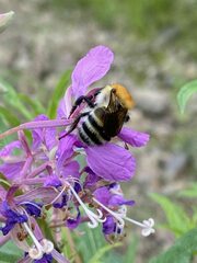 Bombus schrencki