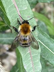 Bombus schrencki